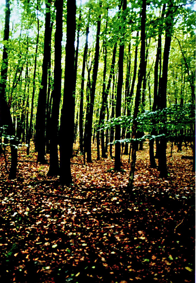 Wald
